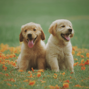 Waggamuffin